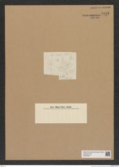 Diatomeae indet. Zeichnungen Sammlung Grunow Nr. 6933 (NHMW-BOT-W0375816)